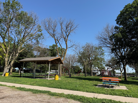 The city received a report explaining why trees in the Fullerton park have been dying. NCJ photo by Rick Holtz