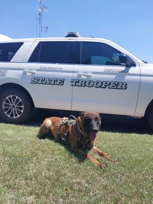 NSP Police Service Dog Phoenix. Photo provided