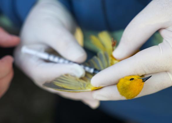 UNK biology professor Letty Reichart collects a blood sample from a yellow warbler. Photo by Erika Pritchard, UNK Communications