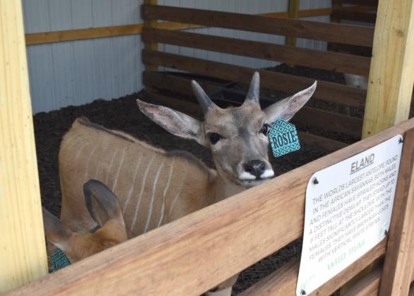 Fullerton grad Abbie (Hambleton) Smith and her husband Spencer opened Wild Trail Safari in Polk. The safari features a number of animals not native to Nebraska. Make plans to visit today. NCJ photos by Beth Sparrow