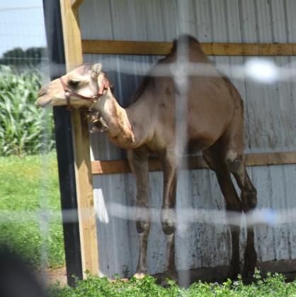 Fullerton grad Abbie (Hambleton) Smith and her husband Spencer opened Wild Trail Safari in Polk. The safari features a number of animals not native to Nebraska. Make plans to visit today. NCJ photos by Beth Sparrow