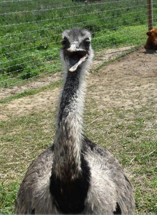Fullerton grad Abbie (Hambleton) Smith and her husband Spencer opened Wild Trail Safari in Polk. The safari features a number of animals not native to Nebraska. Make plans to visit today. NCJ photos by Beth Sparrow