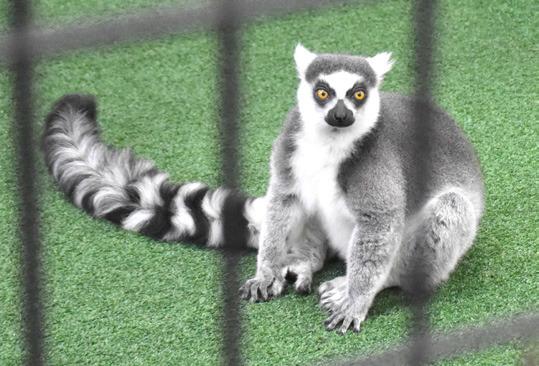 Fullerton grad Abbie (Hambleton) Smith and her husband Spencer opened Wild Trail Safari in Polk. The safari features a number of animals not native to Nebraska. Make plans to visit today. NCJ photos by Beth Sparrow