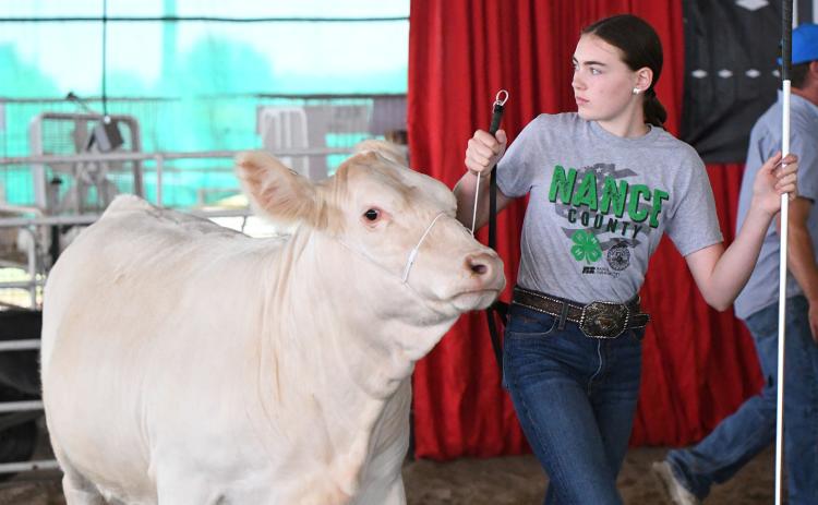 ABOVE: Lora Sonderup competes in the Beef Show on Saturday at the Nance County 4-H Expo. BELOW: Luke Sonderup talks about his animal during the Poultry Show on Friday. NCJ photos by Rick Holtz