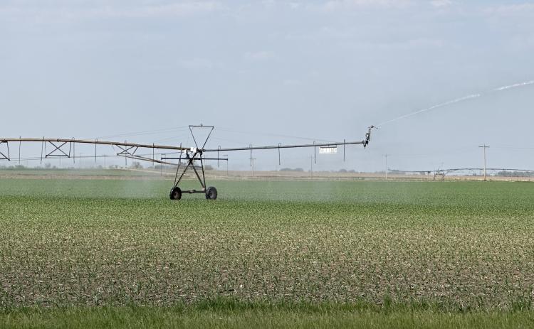 Area farmers are being forced to turn to pivots and irrigation after a dry May. Recent rainfall will help, but farmers have to overcome a dry start to the season. NCJ photo by Rick Holtz
