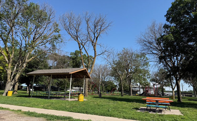 The city received a report explaining why trees in the Fullerton park have been dying. NCJ photo by Rick Holtz