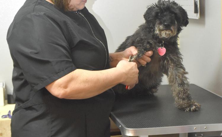 Amy Renken with The Posh Pup trims Murphy’s nails. NCJ photo by Beth Sparrow
