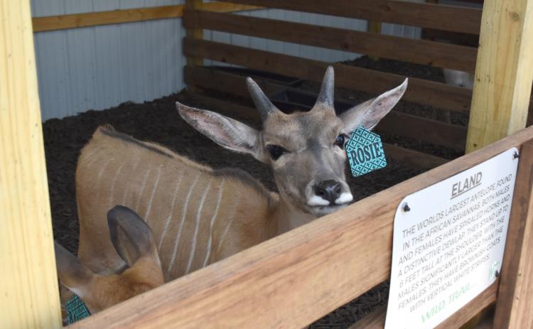 Fullerton grad Abbie (Hambleton) Smith and her husband Spencer opened Wild Trail Safari in Polk. The safari features a number of animals not native to Nebraska. Make plans to visit today. NCJ photos by Beth Sparrow