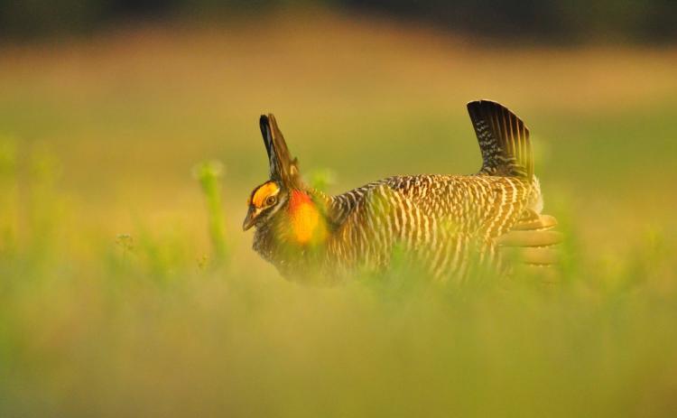 A male prairie chicken in full breeding display at Calamus Outfitters, Loup County, in the Nebraska Sandhills. Loup County is in the Lower Loup Natural Resources District. Photo by Alan Bartels