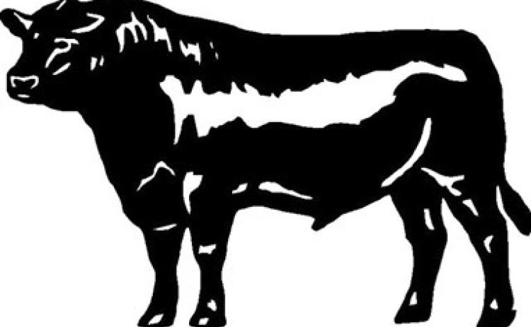 DODDS CATTLE  ANNUAL BULL SALE