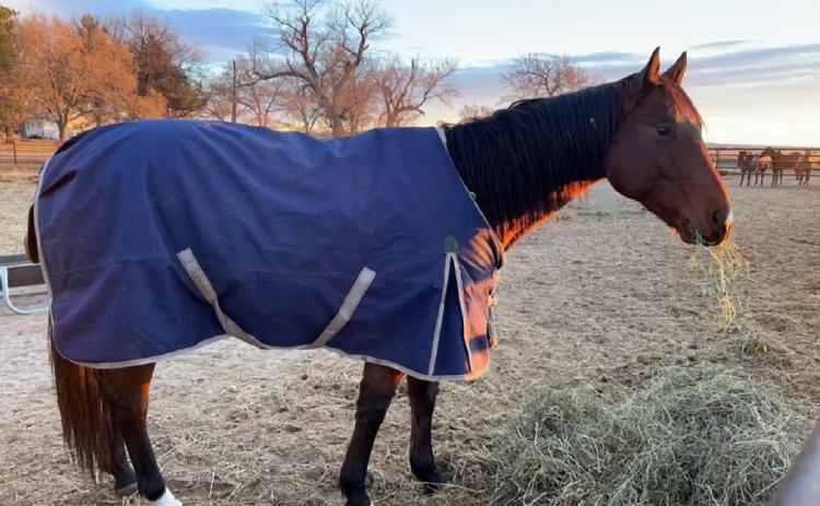 Rieken’s prepared their horses by giving extra hay and placing blankets on them. -Photo by Fran Rieken