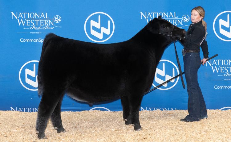 JMCC All in Good Time 32N won junior bull calf champion at the 2026 National Western Stock Show’s Super Point Roll of Victory (ROV) Angus Show, Jan. 17 in Denver, Colo. Briggs Crouse, Belgrade, Neb., owns the winning bull. Addie Crouse showed the bull in the competition. Photo by Legacy Livestock Imaging.
