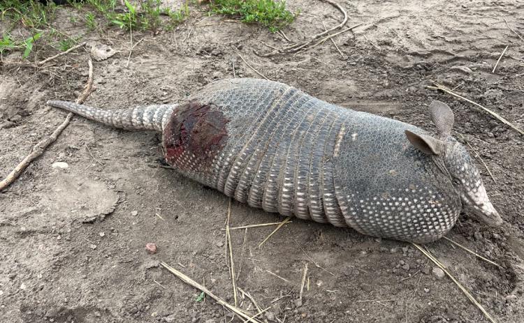 An armadillo was found in East Newman Township north of Prairie Creek on 560th St. Armadillos have been spotted in Nebraska for several years, likely first appearing in the 1970s. Although not native to Nebraska, the nine-banded armadillo has been expanding its range northward for over a century and can now be found in the state. Armadillos are more frequently seen in lower-tier counties and are adapting to changes in climate, land use, and other factors. Photo provided